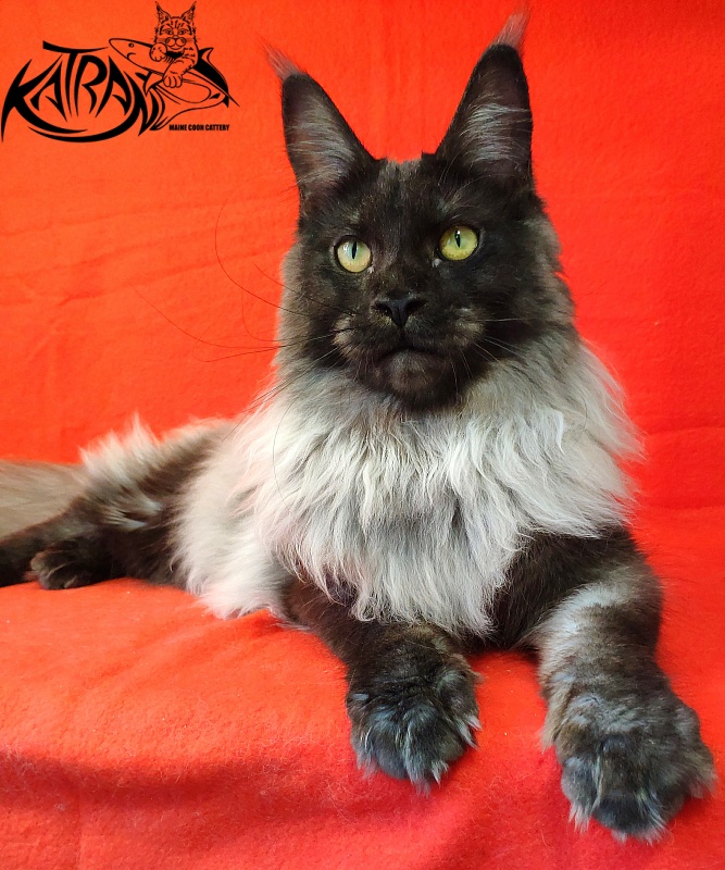 FlipSide Mainelynx Prudence - Junior maine-coon 8 months
