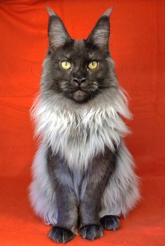 FlipSide Mainelynx Prudence - Junior maine-coon 8 months