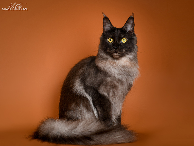 FlipSide Mainelynx Prudence - Adult maine-coon 10 months 1 week