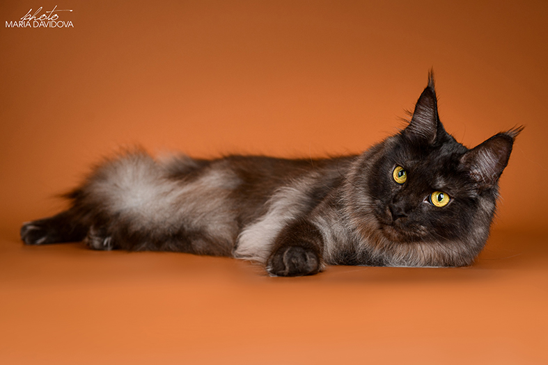 FlipSide Mainelynx Prudence - Adult maine-coon 10 months 1 week