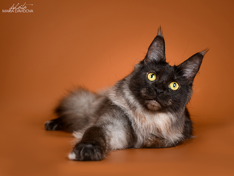 FlipSide Mainelynx Prudence - Adult maine-coon 10 months 1 week
