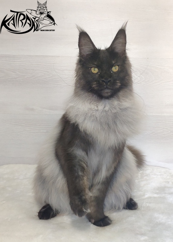 FlipSide Mainelynx Prudence - Junior maine-coon 7 months