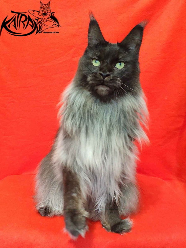 FlipSide Mainelynx Prudence - Adult maine-coon 2 years 10 months