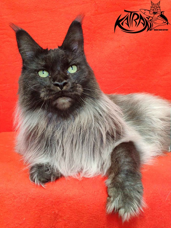FlipSide Mainelynx Prudence - Adult maine-coon 2 years 10 months