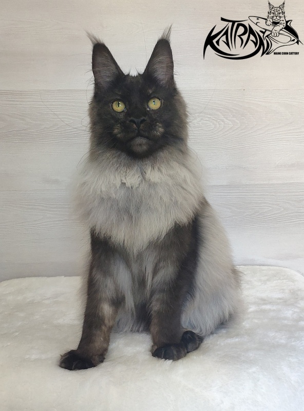 FlipSide Mainelynx Prudence - Junior maine-coon 7 months