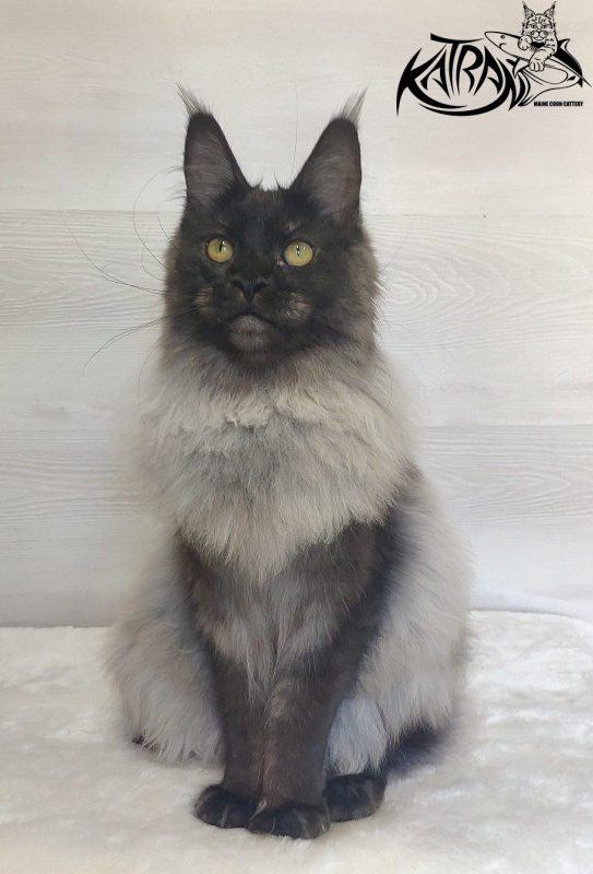 FlipSide Mainelynx Prudence - Junior maine-coon 7 months