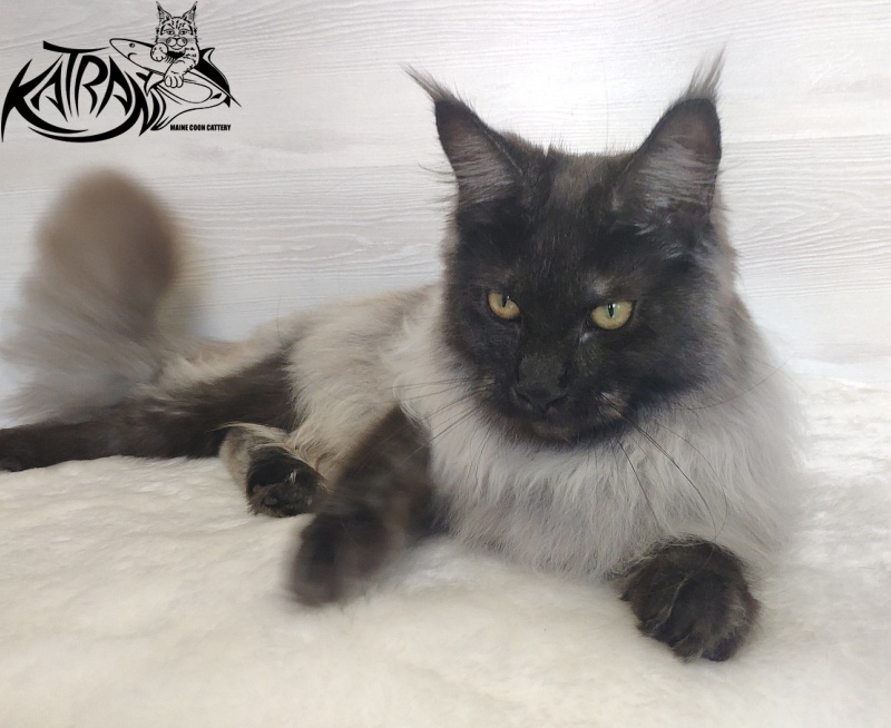 FlipSide Mainelynx Prudence - Junior maine-coon 7 months