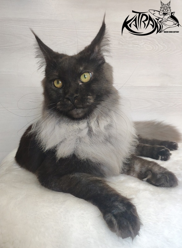 FlipSide Mainelynx Prudence - Junior maine-coon 7 months