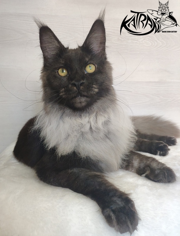 FlipSide Mainelynx Prudence - Junior maine-coon 7 months