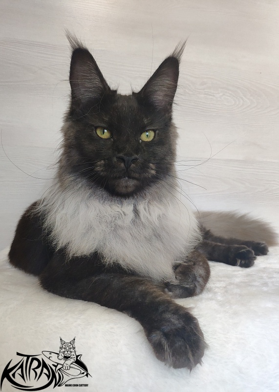 FlipSide Mainelynx Prudence - Junior maine-coon 7 months