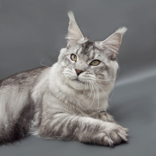 Bloomingtree Wotan - Adult maine-coon 10 months 3.5 weeks