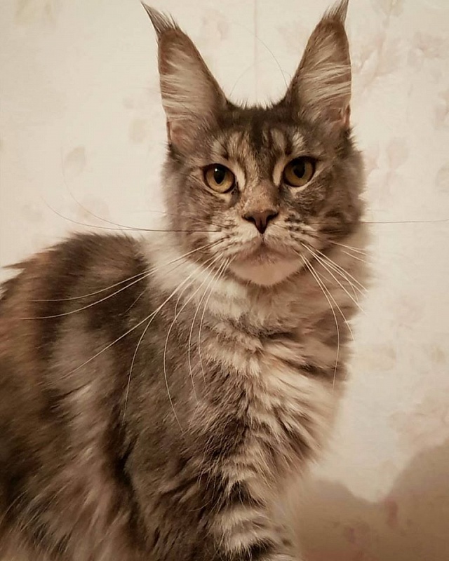 FlipSide Advantage - мейн-кун