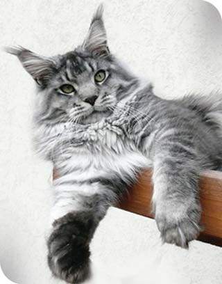 White Rocks Leonardo - мейн-кун