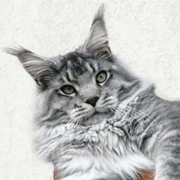 White Rocks Leonardo