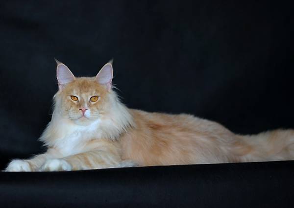 Mainelynx Olney - maine-coon