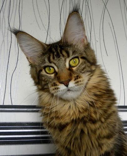 Maxicat FlipSide Laima - мейн-кун