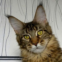 Maxicat FlipSide Laima