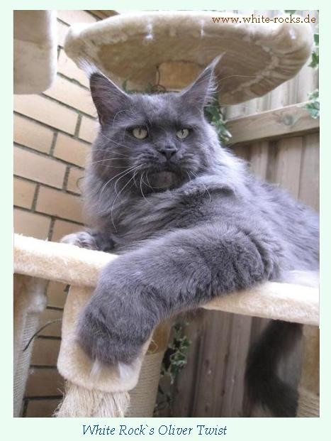 White Rocks Oliver Twist - мейн-кун