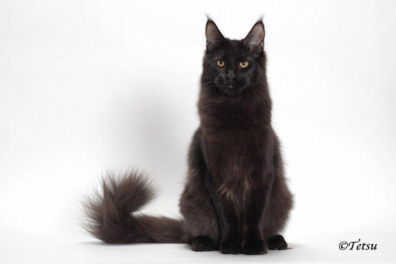 Mainelyclassic Night Owl - maine-coon