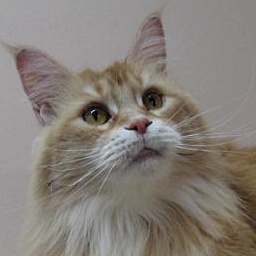 Mainelyclassic Ciao Ciao