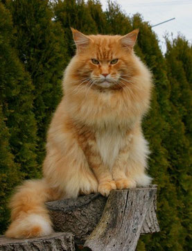 Quiggley of Magic Lake - maine-coon