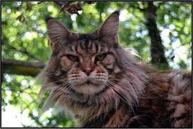Justcoon's Ireland - maine-coon