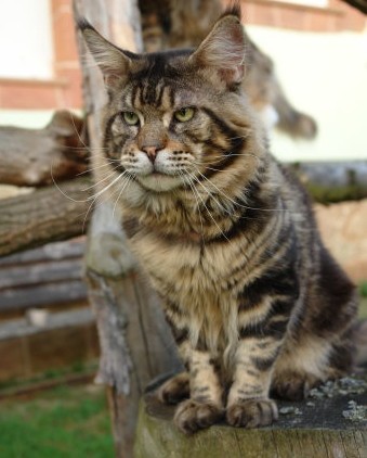 A Winerau's Vulcanus - maine-coon
