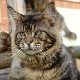 A Winerau's Vulcanus