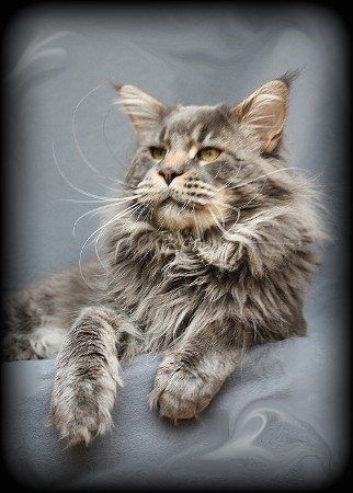Knockout of Saxonyforest - maine-coon