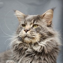 Knockout of Saxonyforest