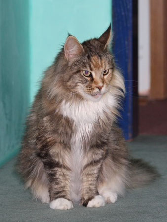 Alwaro Hope Namaste - мейн-кун