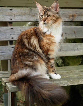 Hawkwind's Penelope - мейн-кун