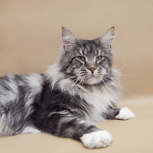 Hawkwind's Dreamer - maine-coon 05/12/2013