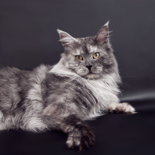 Mainefield's ZZ Top - Adult maine-coon 3 years 1 month 4 weeks