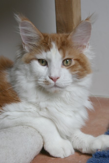 Pillowtalk's Laser - мейн-кун