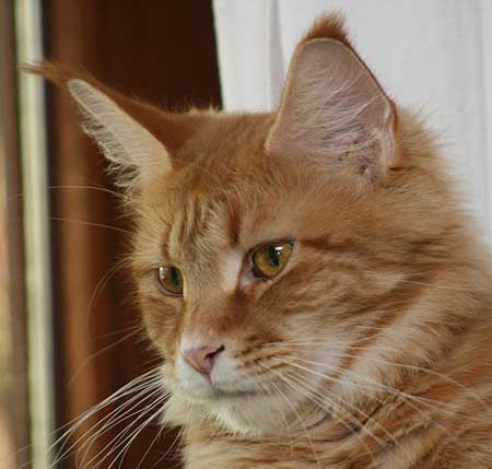 Nairobi of Baydar - maine-coon