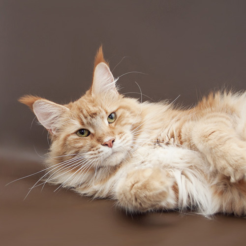 Wakitu of Baydar - мейн-кун 14.07.2013