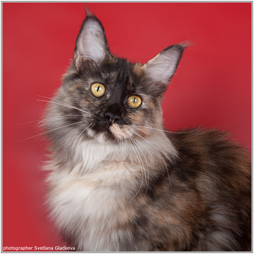 Mainelynx Guaryarmina - maine-coon