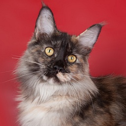 Mainelynx Guaryarmina