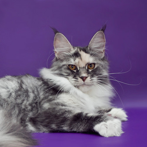 Mainelynx Callie - Кошеня мейн-кун 5 місяців 1 тиждень