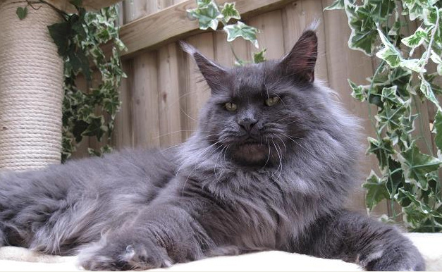 Lachtetals Blueberry - мейн-кун