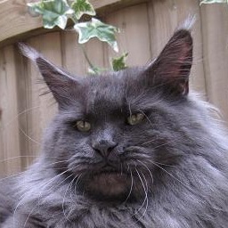 Lachtetals Blueberry