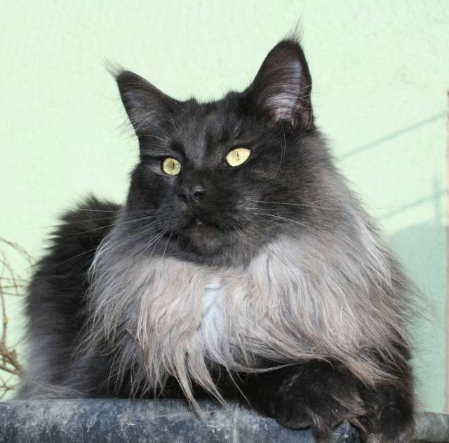 Iowan van Tschens - мейн-кун