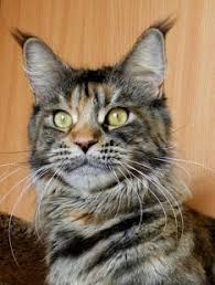 Country Gulliver's Skazka - maine-coon