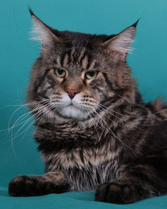 Coonation's Momotombo - maine-coon