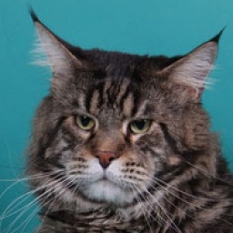 Coonation's Momotombo