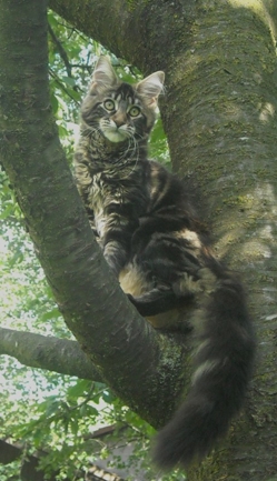 Honeybee Priscilla - maine-coon