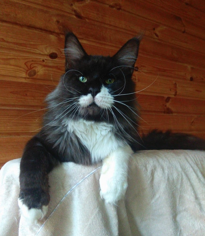 Enrico Bystra - maine-coon