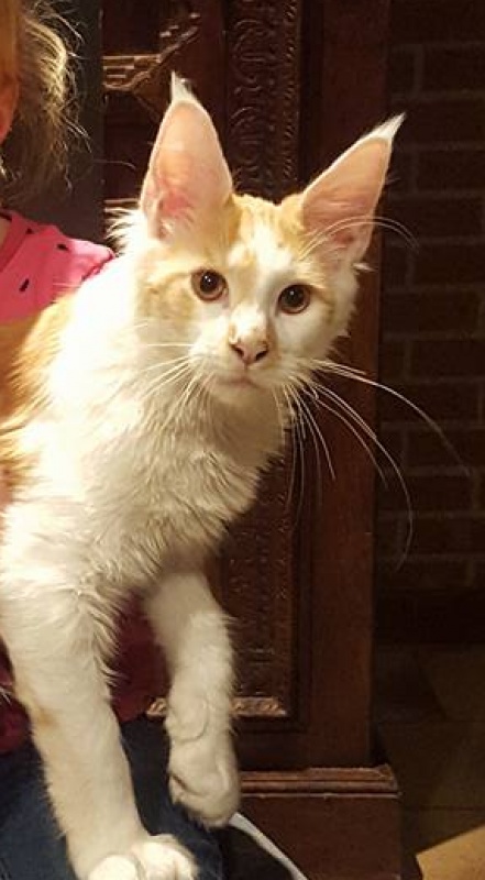 Wabanaki I Look to You - maine-coon