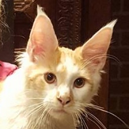 Wabanaki I Look to You